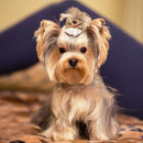 BowGlam™ 50-Pack Lace Ball Bowknot Dog Hair Clips – Cute Grooming Accessories for Small Dogs