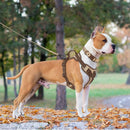 Chocolate Luxe™ Personalized No-Pull Harness: Adjustable Premium Comfort for All Sizes