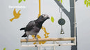 EchoCoach™ Voice Recording Parrot Trainer