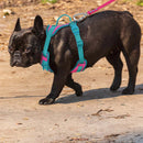 ChromaFlex™ Breathable No-Pull Dog Harness – Adjustable Comfort for All Sizes