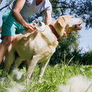 SlickCoat™ Self-Cleaning Pet Grooming Brush