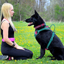 ChromaFlex™ Breathable No-Pull Dog Harness – Adjustable Comfort for All Sizes