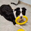 Aero-Grip™ Hybrid Dog Frisbee: Shock-Absorbent Rubber & Dental Rope Ring