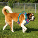 ChromaFlex™ Breathable No-Pull Dog Harness – Adjustable Comfort for All Sizes