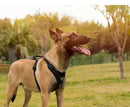 TrueLove™ No-Pull Adventure Harness: Reflective Nylon & Ergonomic Step-In Control (TLH5654)