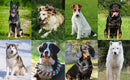 ClickTrain™ Pet Training Clicker – Adjustable Wrist Strap & Ergonomic Design for Dogs & Cats